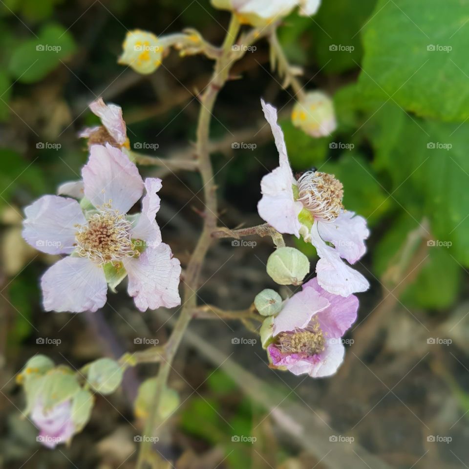 Fleurs du maquis - Mûrier sauvage