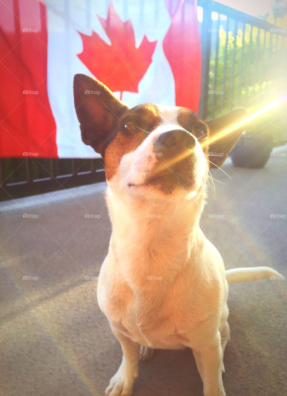 Dog at sunset in front of Canadian flag. 