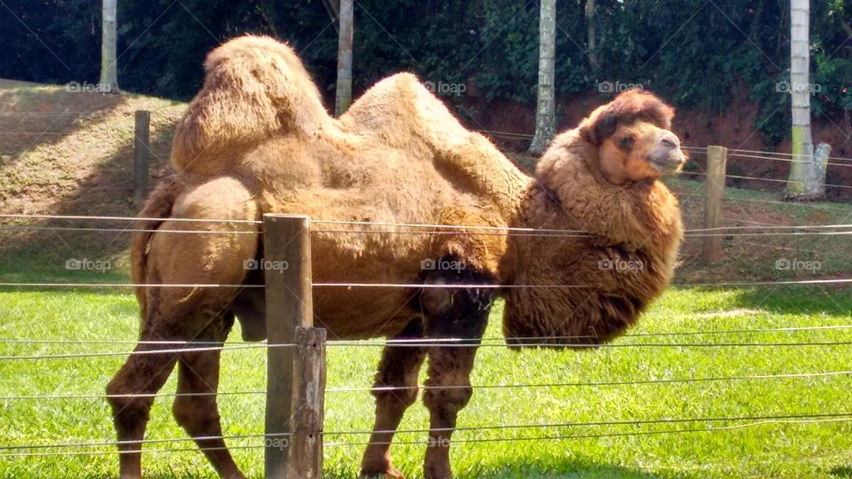 camelo zoológico Bauru