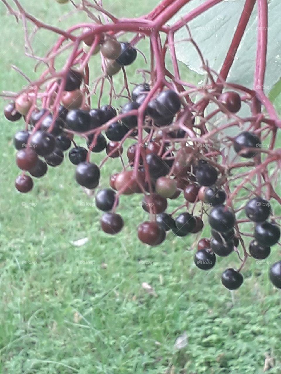 elderberry fruits