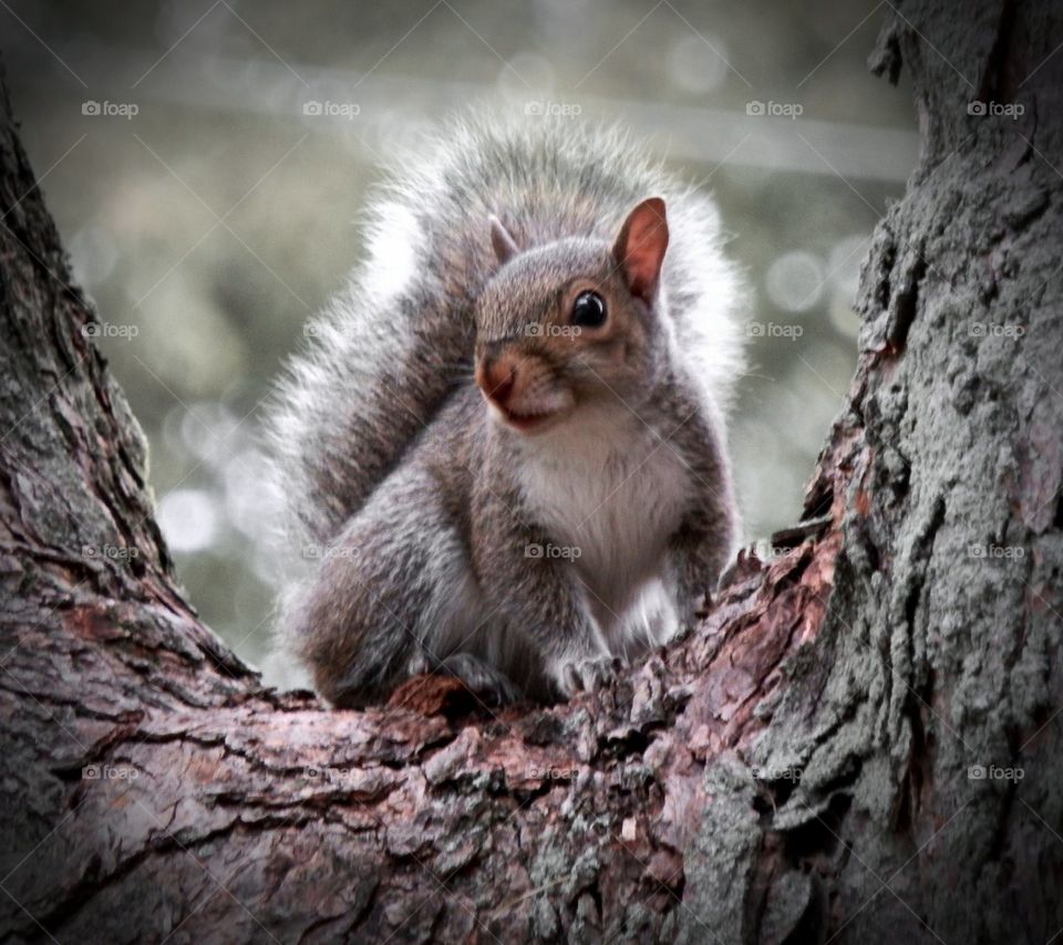 Squirrel Photography