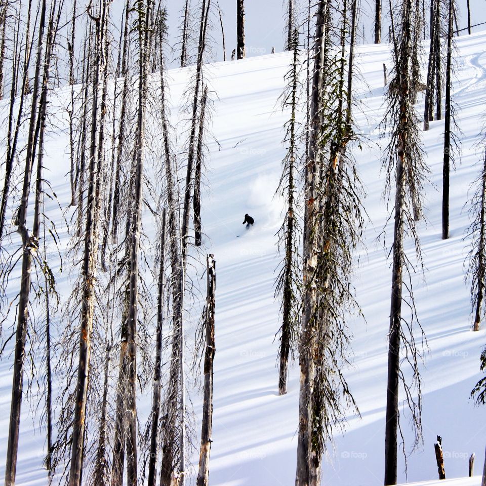 Backcountry skier carves his way down a powder slope, zig zagging through a burn area in the mountains of Idaho.