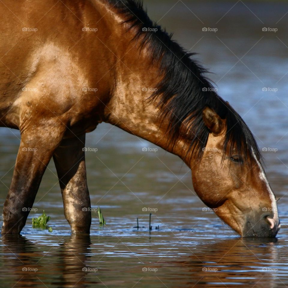 Salt River Wild Horse
