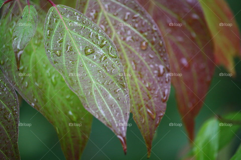 Rain on leaves