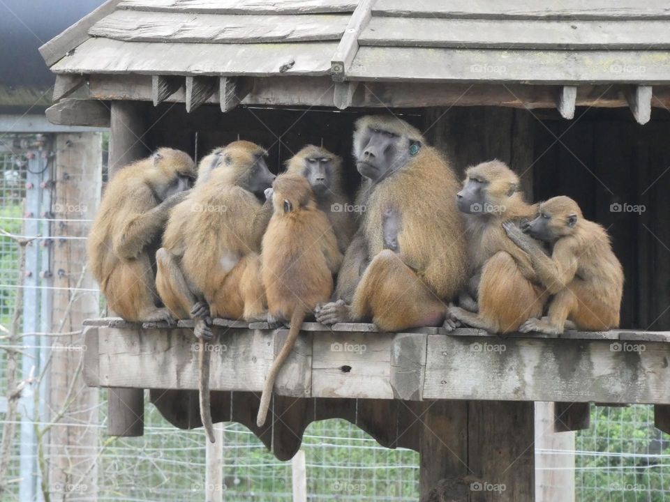 A group of monkeys