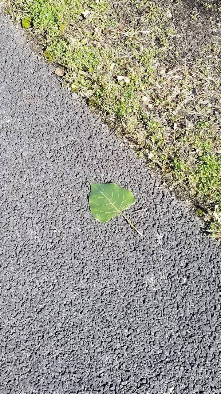 leaf down