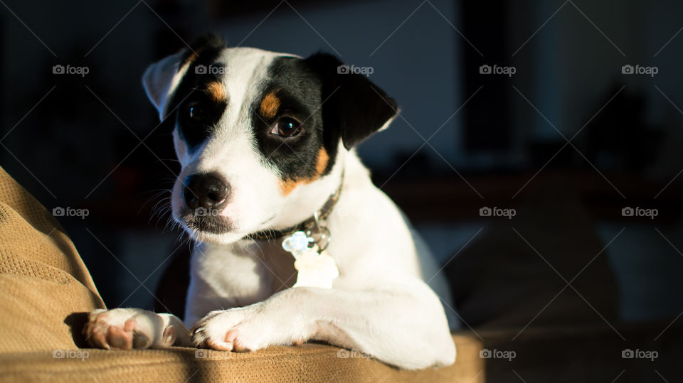 Cute Dog relaxing on sofa in sunlight breed is a young Jack Russell Terrier with floppy ears and puppy dog eyes closeup pet portrait photography 