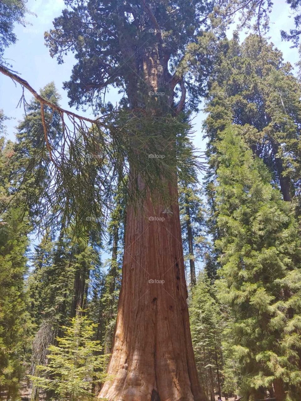 upper State California