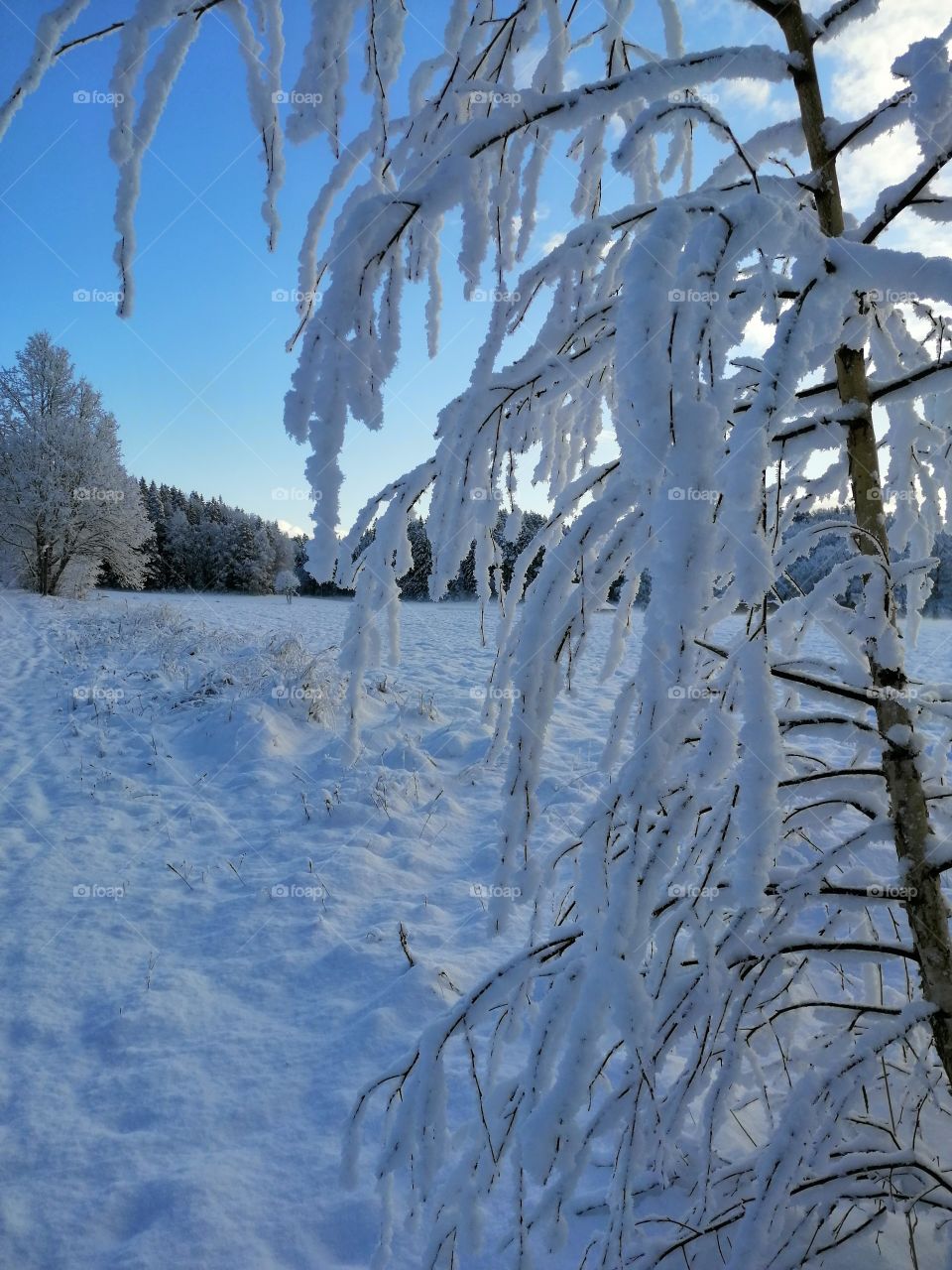 Winter. Snow. Cold. Latvia. Nature. Landscape.