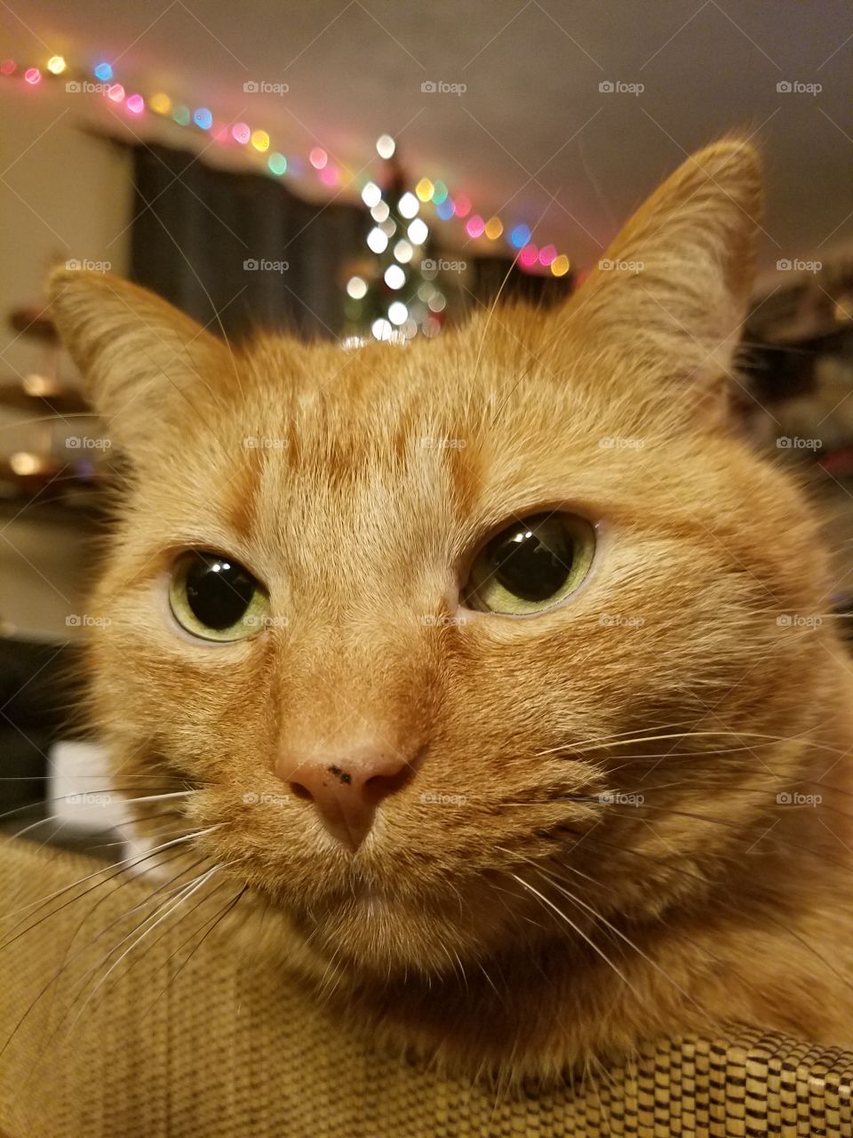 Kitty during Christmas