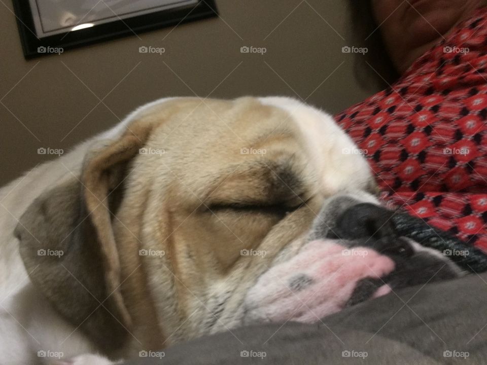 Yes I am a lap dog! A big baby!