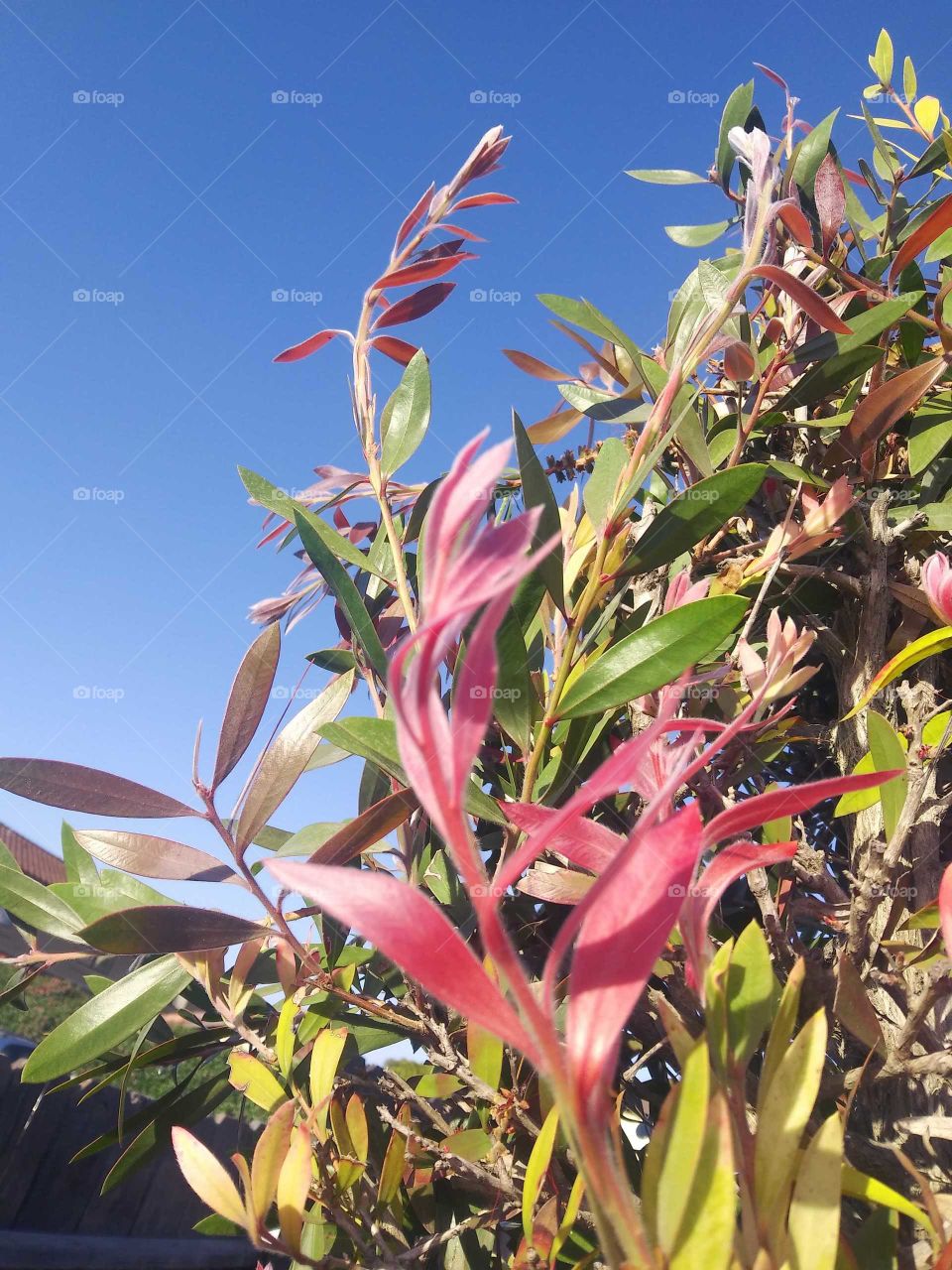 Pink & Green Leaves, Clear Blue Sky