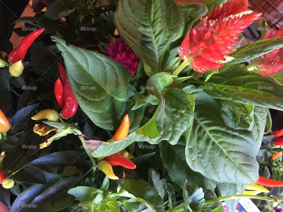Peppers growing on the bush