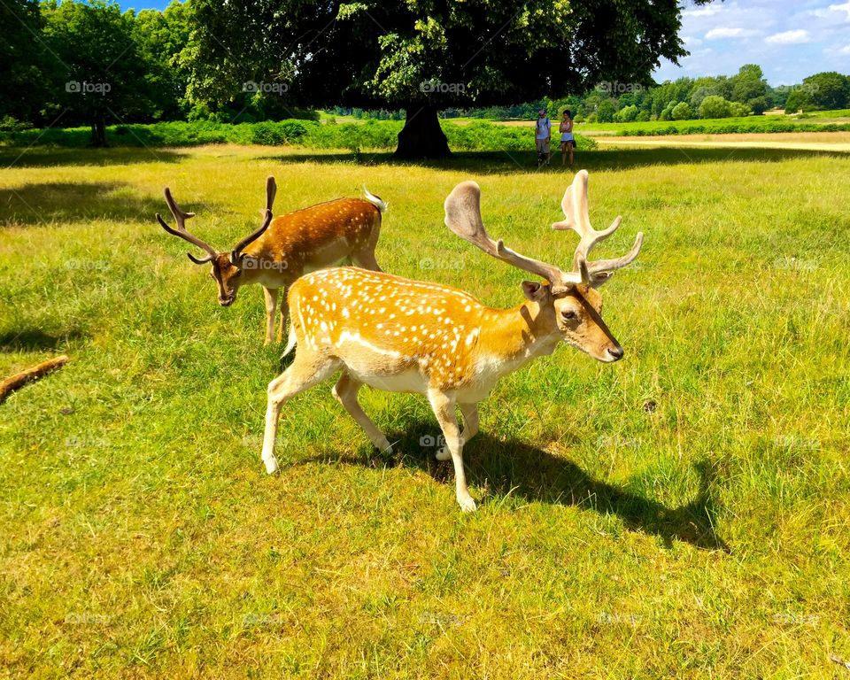 Deer in the park, London