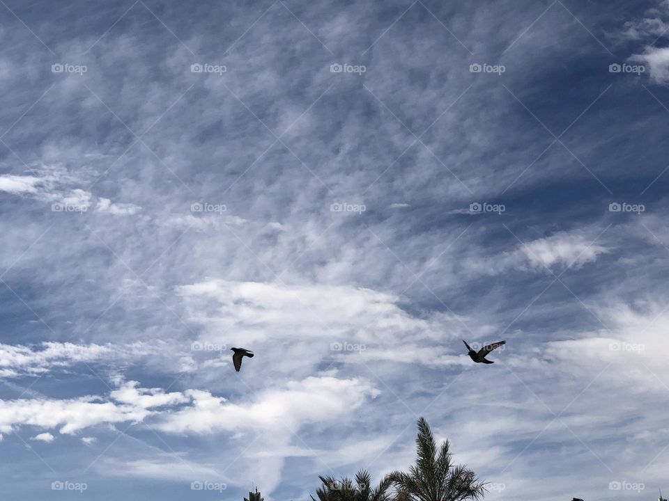 a flock of pigeons flying crosses the sky