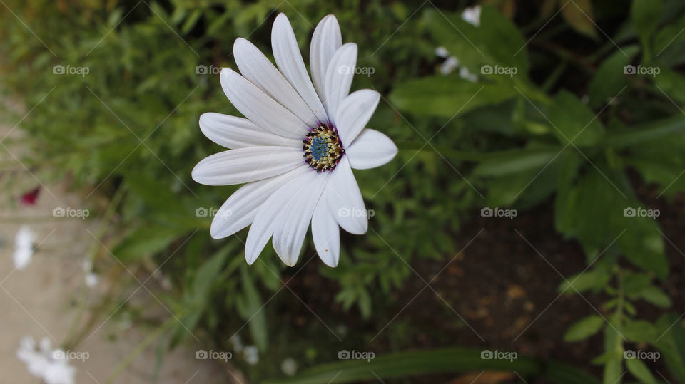 flower macro white summer by chris7ben