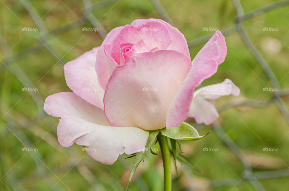 Blooming Pink Hybrid Rose