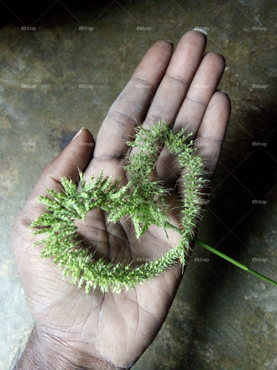 This photo of my heart / delicate heart like a photo of my heart / My heart for you / I have given you photos of my heart / Photo of my precious heart / This heart I have given to you / Photos of the most precious heart in the world / To be alive  It