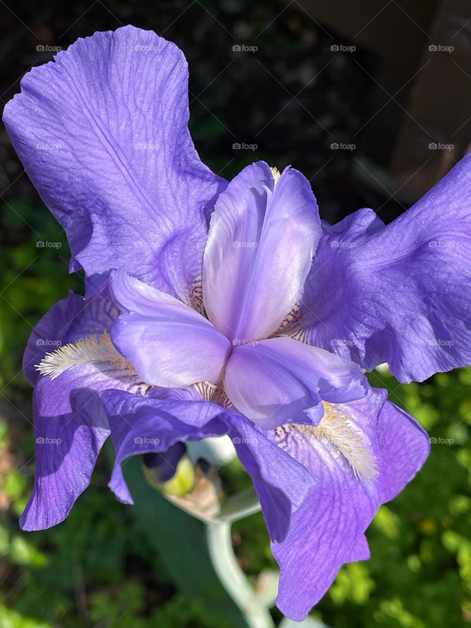 Purple iris in my garden 