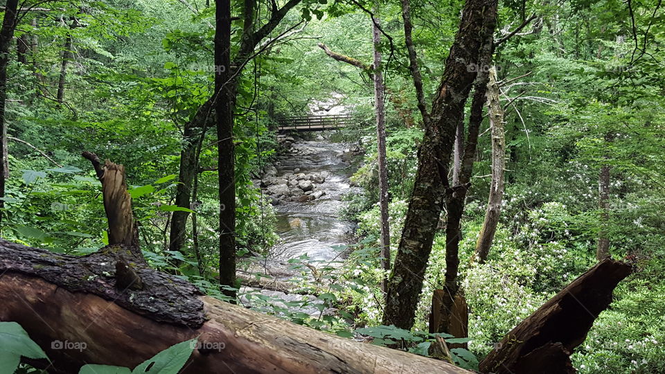 Nature and the forest