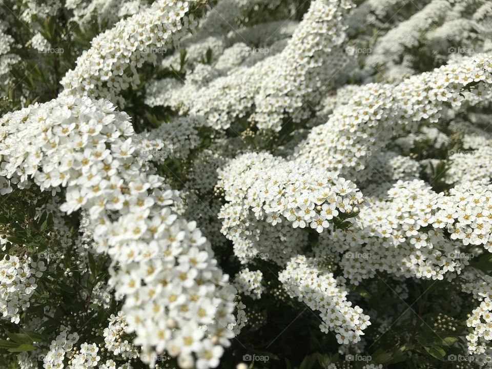 Small white flowers 