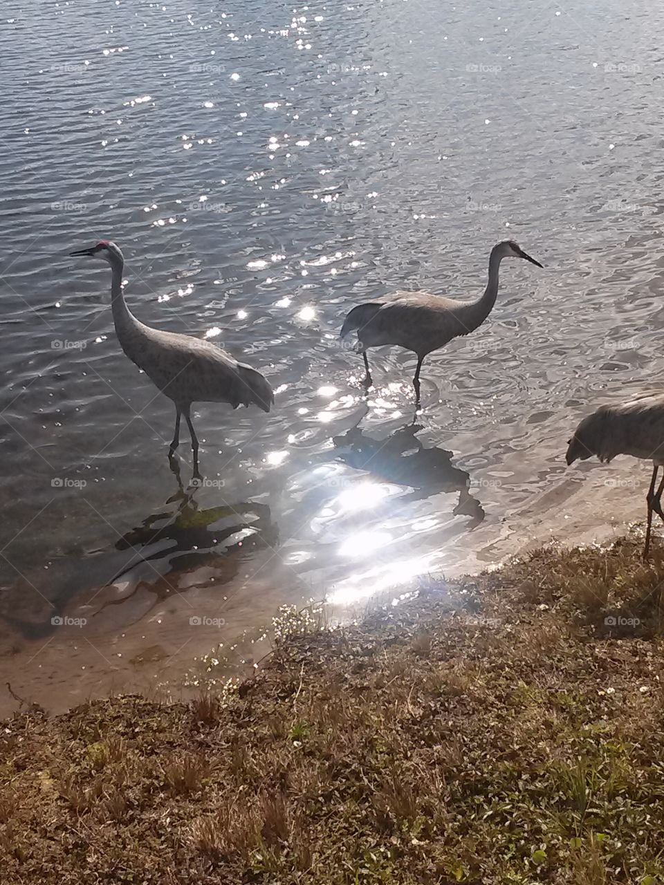 frolicking cranes . sandhill cranes 