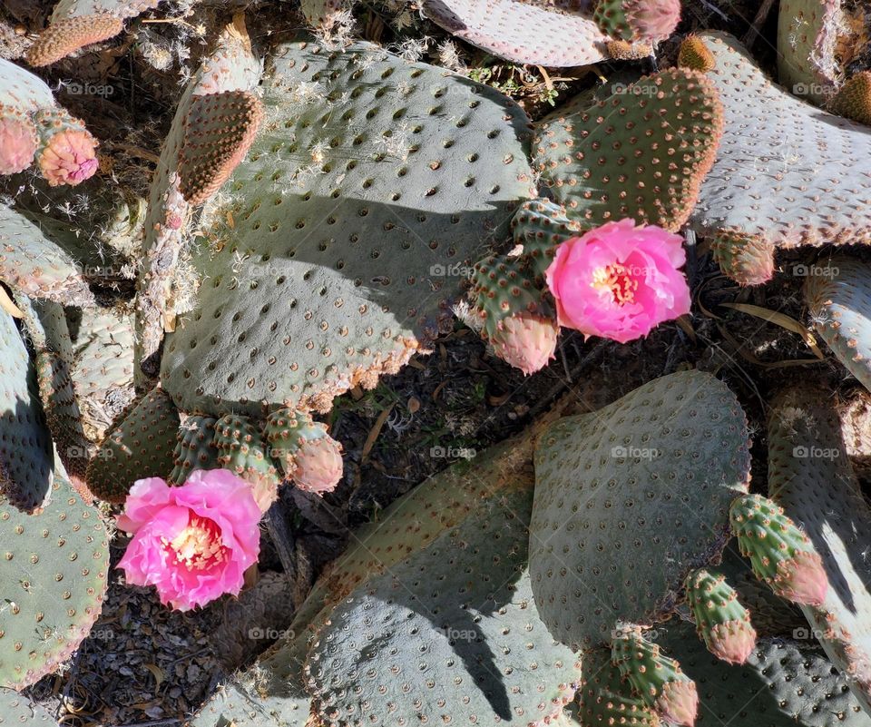Prickly Pear Cactus in Bloom