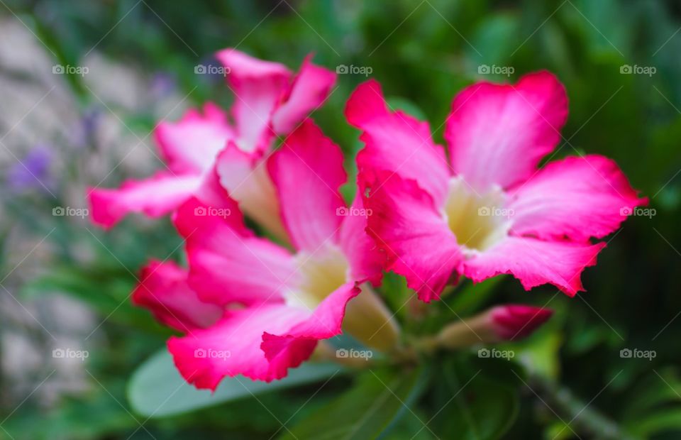 Pink desert rose 