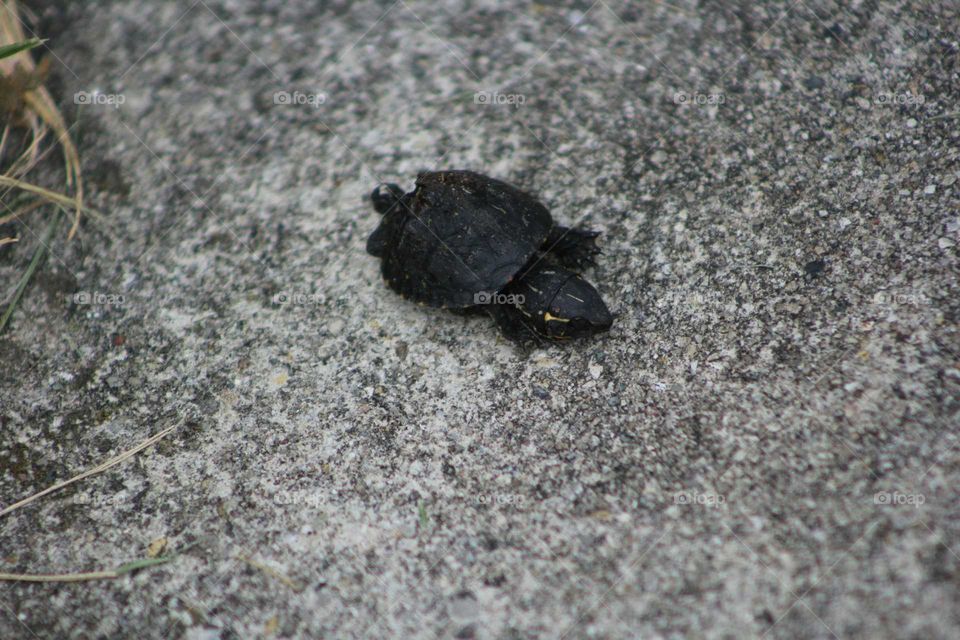 tiny turtle