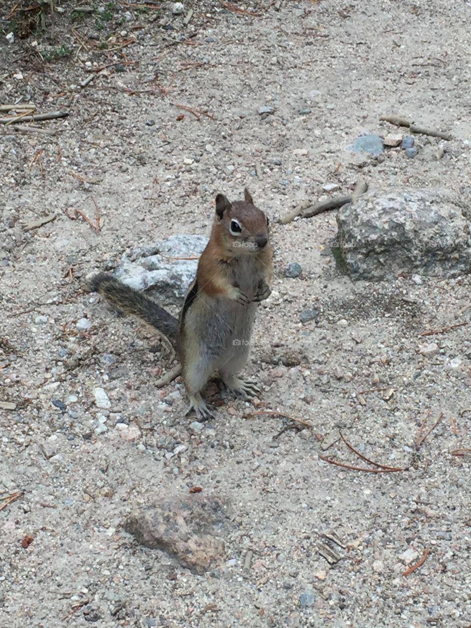 Close up of a chipmunk