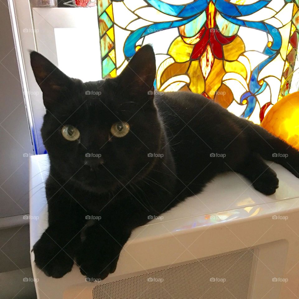 Black cat with green eyes laying in front of hanging stained glass. cat is a nice contrast to the colors behind her.