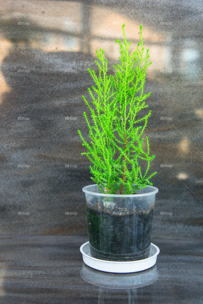 House plants in pots