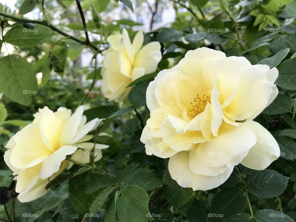 Yellow roses