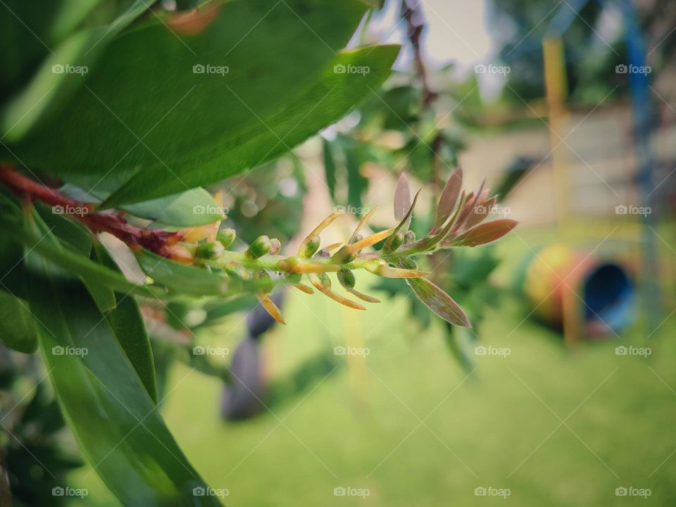 Bottle brush leaf