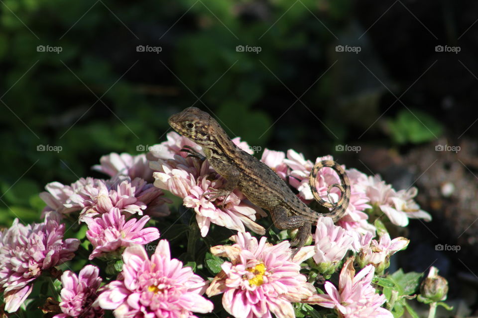 Flowers And Lizard
