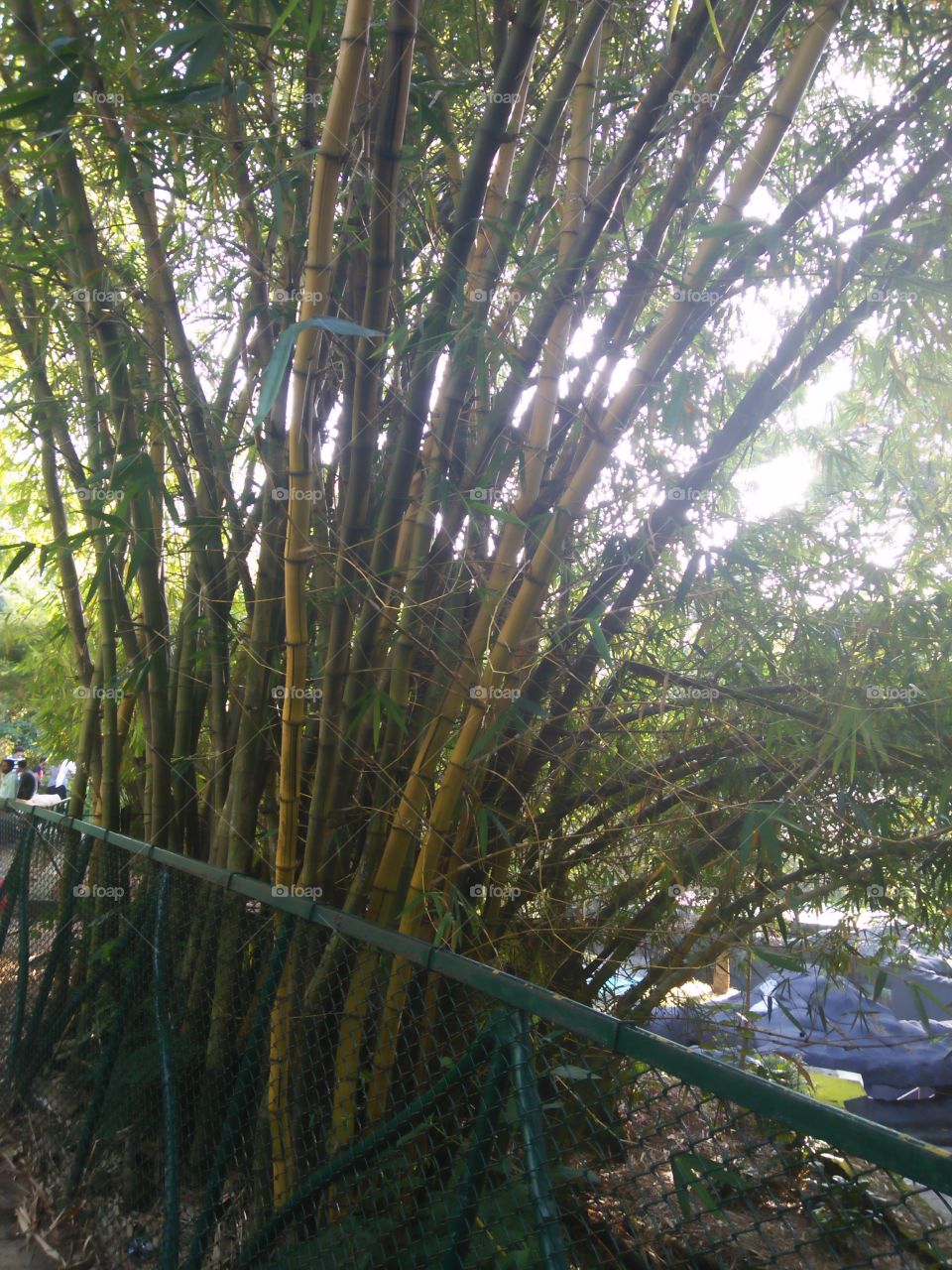 bamboo