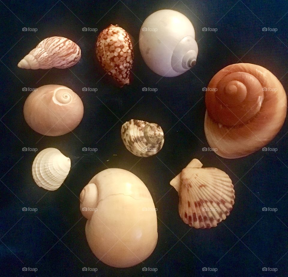 Part of my seashell collection