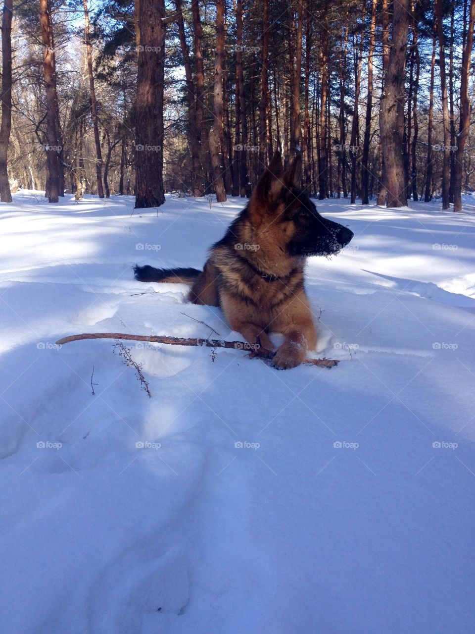 Young shepherd playing on the snow 