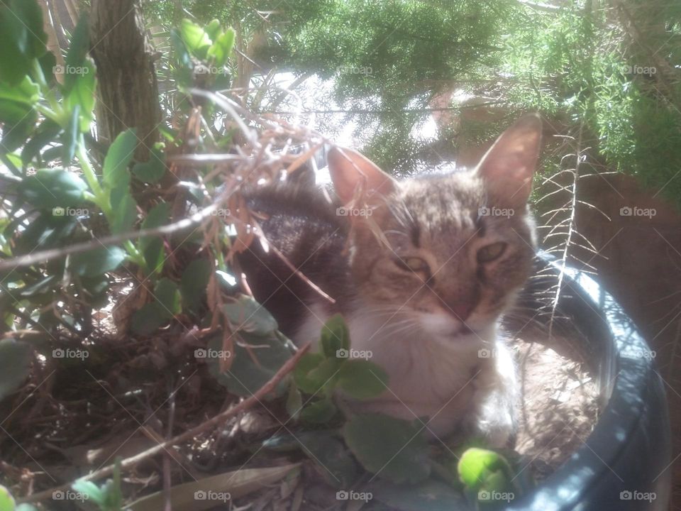 Beautiful cat between plants looking at camera.