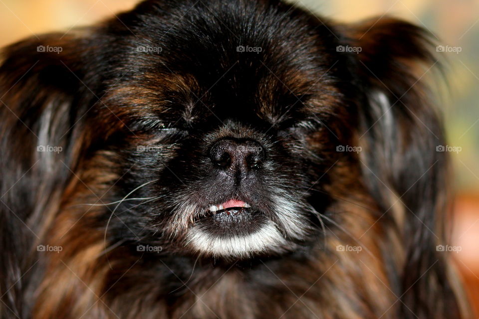 Pekingese