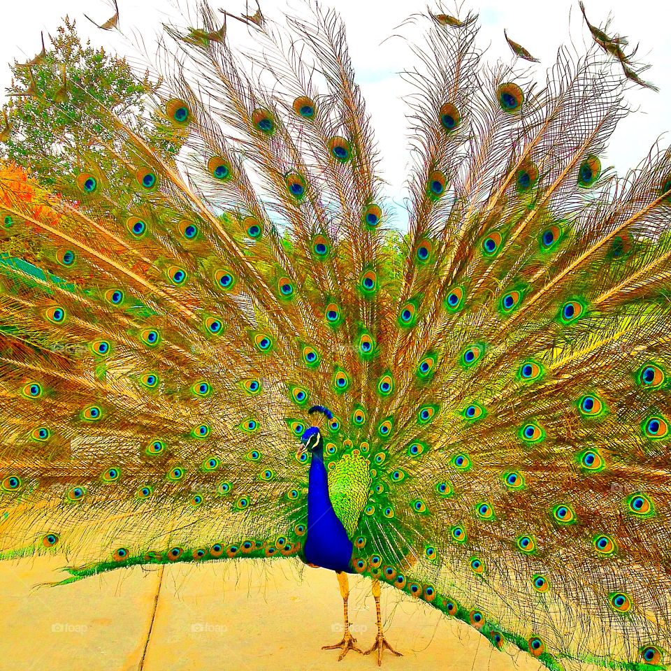 peacock