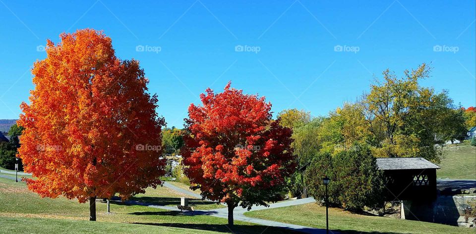 Oak Tree in the fall autumn in the Adirondacks