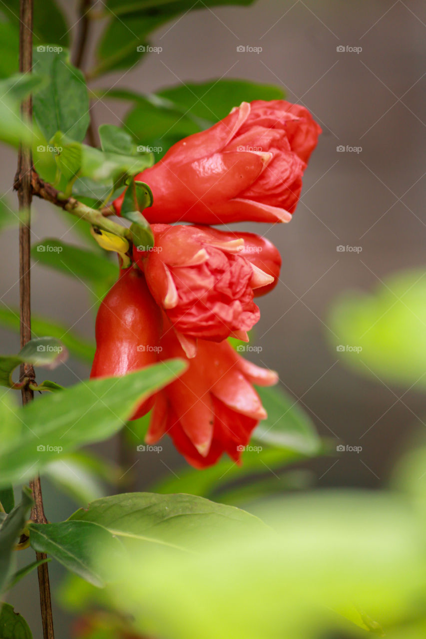 Flowering stage of pomegranate