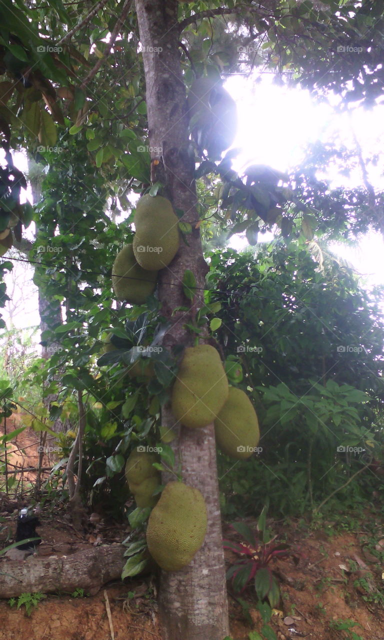 Jackfruit Tree #IslandLife #JamaicaThroughMyEyes