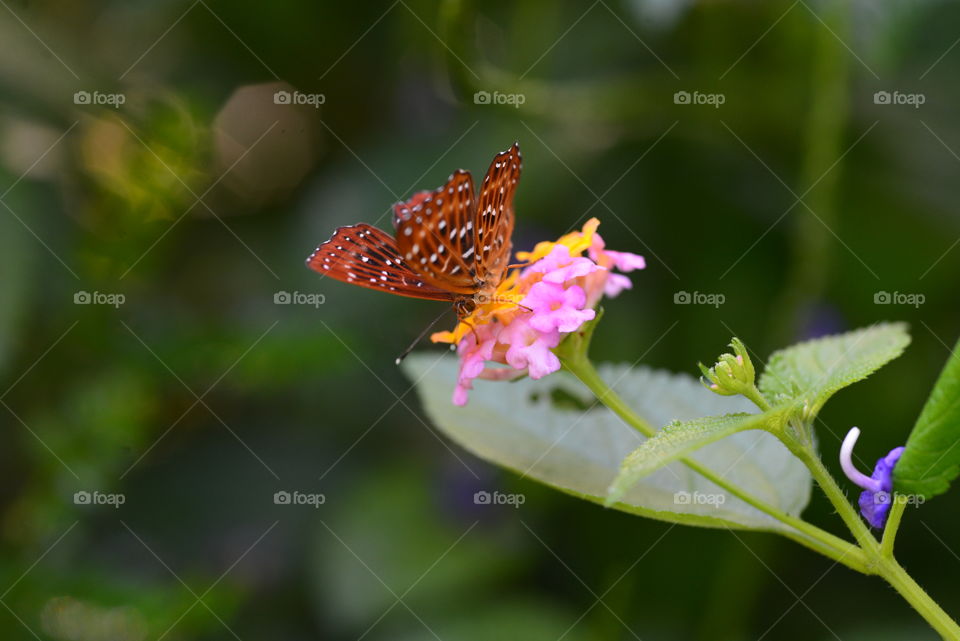 Buttery pollinating flower