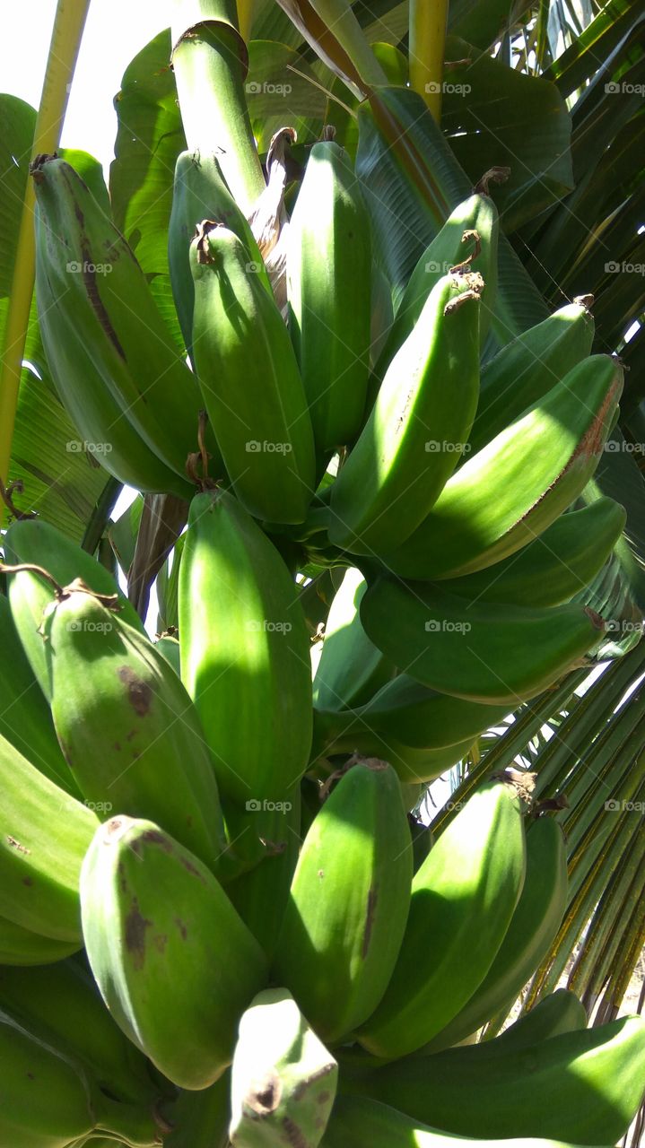 Bananna tree with fruits