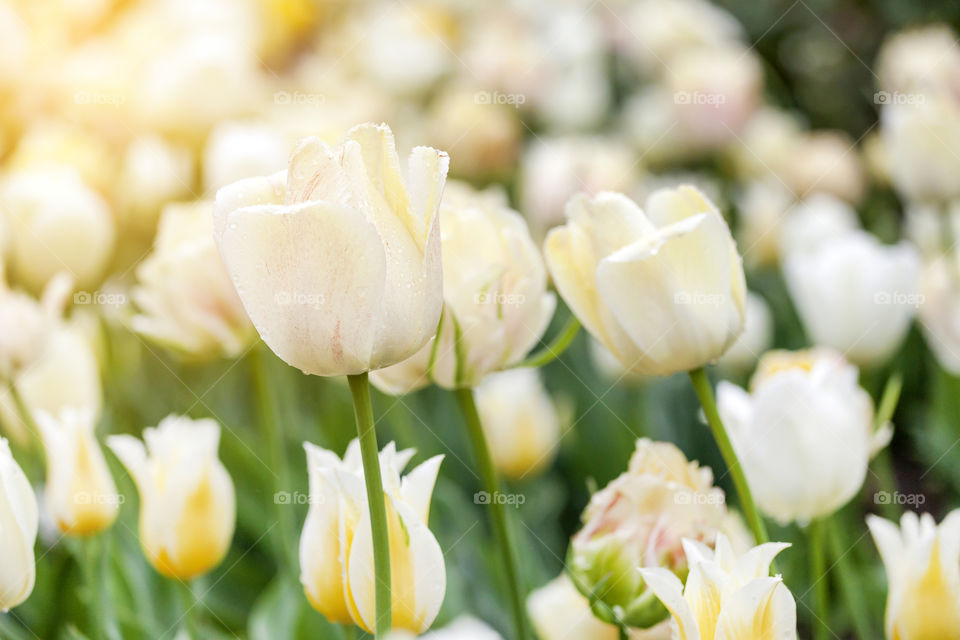 Amazing field of off white tulips in spring