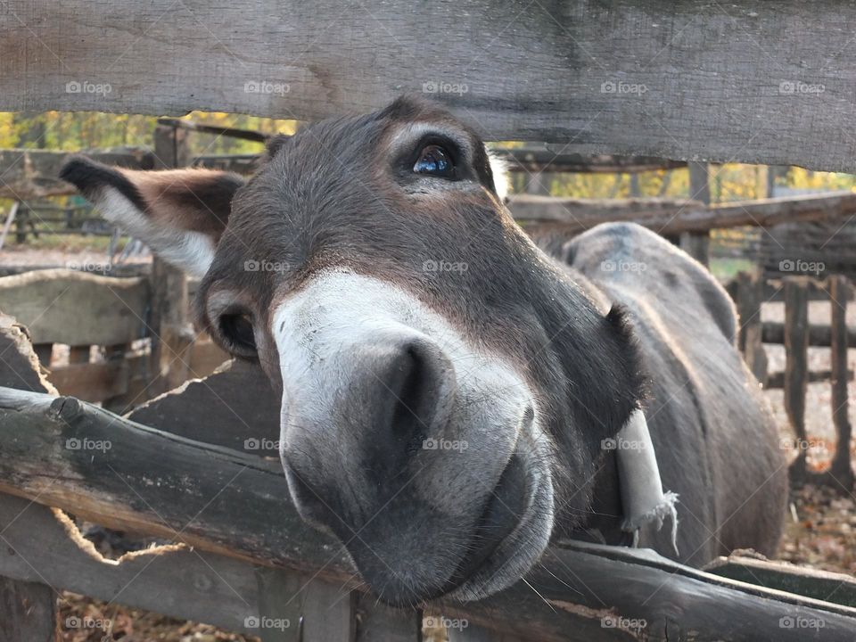 Vacation series : countryside