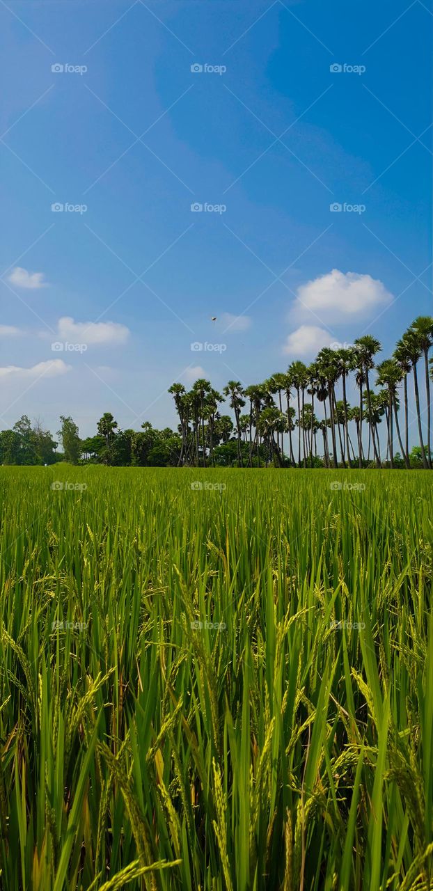 Paddy field