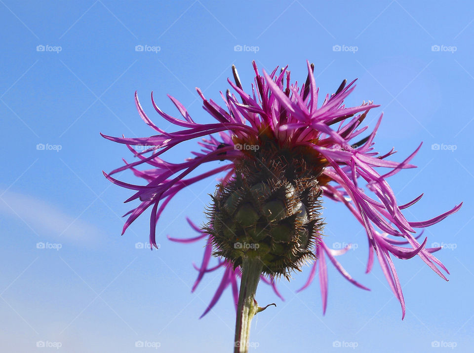 flower summer walk wild by chris7ben
